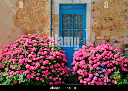 Hydrangeas on the facade of a house in the village of Asnieres-sur-Vegre, a town of character and one of the flowered towns and villages, Sarthe, Fran Stock Photo