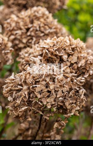 Withered hydrangea flower in winter in a garden, Pas de Calais, France. Stock Photo