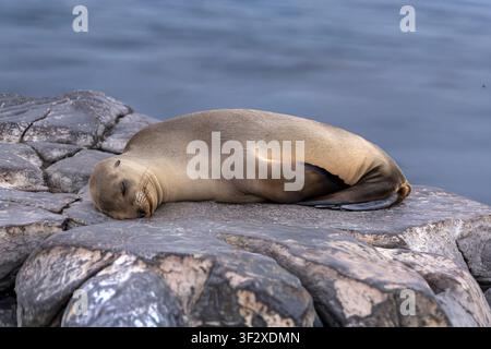 The Galápagos sea lion (Zalophus wollebaeki) is lying on its side, eyes closed, appearing deeply asleep in complete trust at the edge of a cliff on da Stock Photo