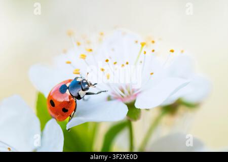 Seven-spot ladybird (Coccinella septempunctata) on a Prunus flower, along the Meurthe River, Lorraine, France. Stock Photo