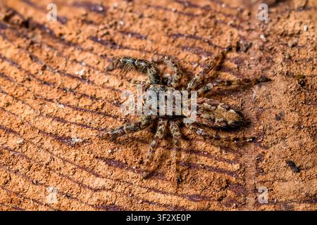 Large Jumping Spider (Marpissa muscosa), a hairy jumping spider that is very common in gardens, Lorraine, France. Stock Photo