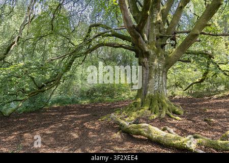 Ancient moss-covered beech tree with sprawling branches and exposed roots in Savernake Forest, Wiltshire, England, UK. Stock Photo