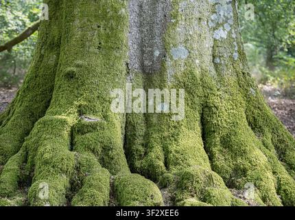 Close-up of moss-covered roots and trunk of an ancient beech tree in Savernake Forest, Wiltshire, England, UK. Stock Photo