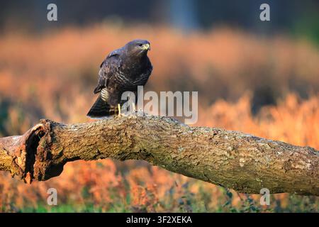 Common Buzzard (Buteo buteo) adult on a fallen tree trunk in the middle of a meadow in the Norman bocage, France. Stock Photo