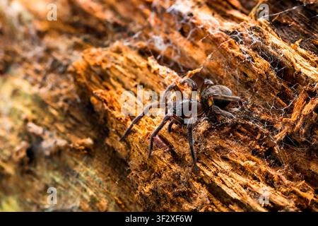 Lace-weaver spider (Amaurobius ferox), size 2 cm, litter and deadwood fauna, Bouxieres-aux-Dames, Lorraine, France. Stock Photo