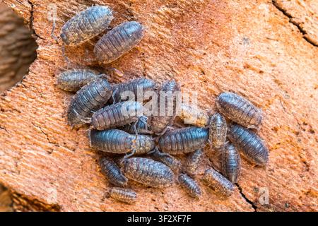 Common Rough Woodlouse (Porcellio scaber) group under the bark of a plane tree, Bouxieres-aux-Dames, Lorraine, France. Stock Photo
