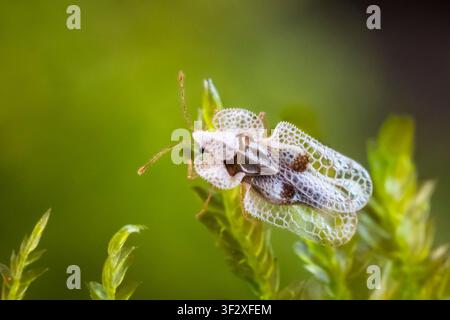 Sycamore lace bug (Corythucha ciliata) is a bug that hides in winter under the bark of maple-leaved plane trees (Platanus x hispanica hybrid), France. Stock Photo