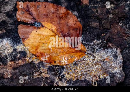 Beech leaf and mycelium on decaying wood, Chevinay, Rhone, France. Stock Photo