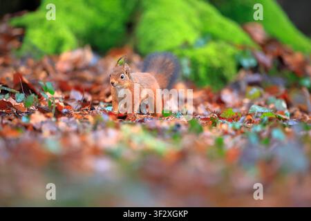 Red squirrel (Sciurus vulgaris) on the ground in autumn searching for food in a Norman forest, France. Stock Photo