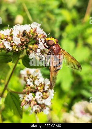 Hornet Mimic Hoverfly (Volucella zonaria), England, UK Stock Photo