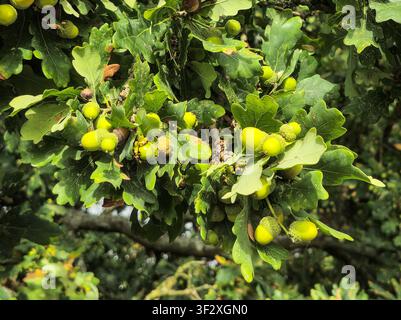Acorns and leaves from an Oak (Quercus) tree, England, UK Stock Photo