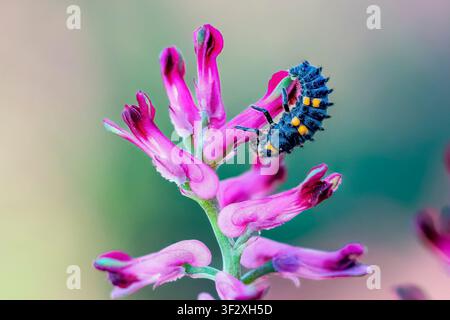 Seven-spotted ladybird (Coccinella septempunctata) on a flower of Drug fumitory (Fumaria officinalis), Massargues, municipality of Orgnac-l'Aven, Arde Stock Photo