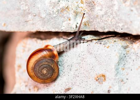 Zonite snail (Zonites algirus) flat snail on a dry stone wall, Massargues, municipality of Orgnac-l'Aven, Ardeche, France. Stock Photo