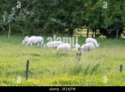 Barn owl (Tyto alba) perched on a fence post, England Stock Photo