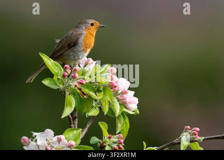 Robin (Erithacus rubecula) perched on apple blossom, England Stock Photo