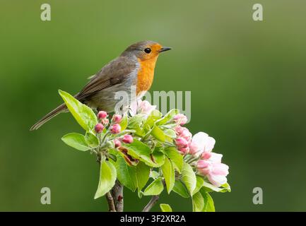 Robin (Erithacus rubecula) perched on apple blossom, England Stock Photo