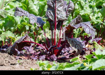 Young beetroot plants in a bed Stock Photo