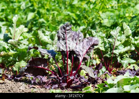 Young beetroot plants in a bed Stock Photo