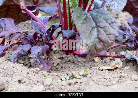 Young beetroot plants in a bed Stock Photo