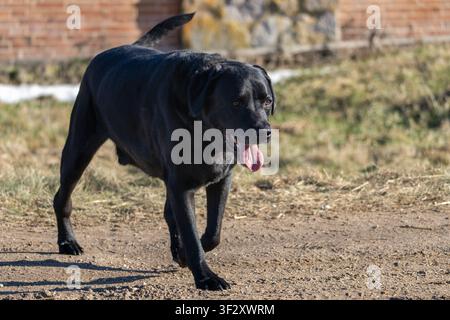 Black Labrador retriever dog walking on rural dirt road in sunlight, friendly domestic pet outdoors symbolizing loyalty, companionship and active life Stock Photo