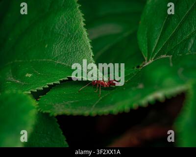 Macro close up of a red ant crawling on vibrant green leaves in a natural garden setting highlighting wildlife and botany details Stock Photo