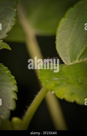 Macro close up shot of a black ant crawling on vibrant green leaves in a natural garden setting highlighting wildlife and botany details Stock Photo