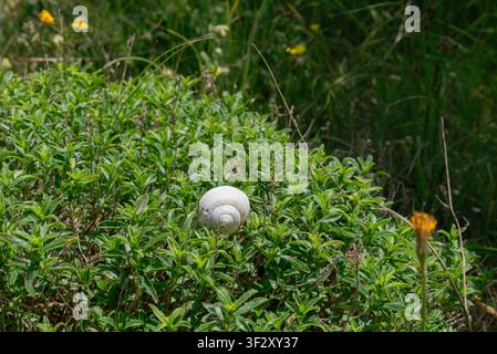 Empty snail shell resting on blooming wild mountain thyme Stock Photo