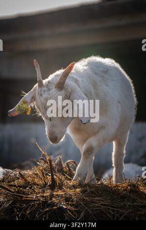 Young domestic goat standing on hay in rural farmyard, livestock farming scene in warm sunlight Stock Photo