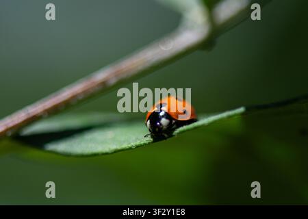 A seven-spot ladybird (Coccinella septempunctata) on a leaf Stock Photo