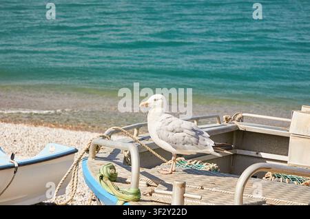 European herring gull standing on metallic fishing boat on pebble beach with turquoise sea in background in Etretat Normandy. Stock Photo