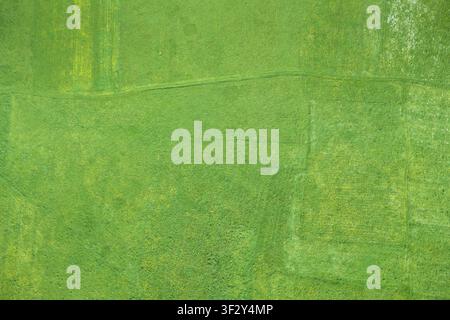 Green field texture seen from above creating a natural background. Showing meadow, grass, and earth patterns Stock Photo