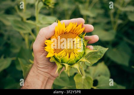 POV of a farmer examining a blooming sunflower head in a cultivated field. Crop health assessment, sustainable agriculture and precision farming conce Stock Photo