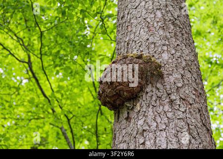 Large burl growing on the side of a tree trunk in a vibrant green forest, showing natural abnormality and resilience Stock Photo