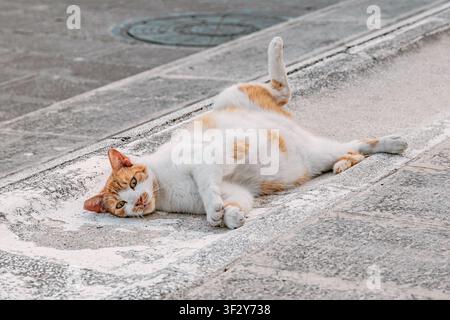 Orange and white cat leisurely lounging on its back on a sidewalk, stretching its hind leg and looking at the camera Stock Photo