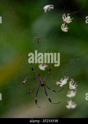 Golden silk orb-weaver spider on web in green natural background Stock Photo