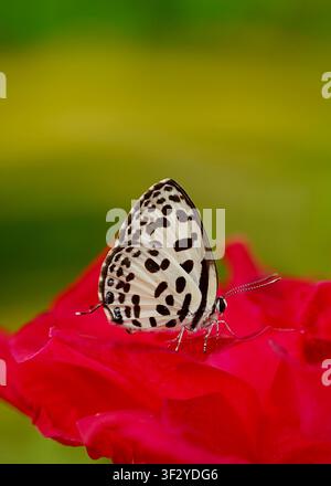 Castalius rosimon, a black and white butterfly on a red rose. Taken in Jambi, Indonesia. Stock Photo