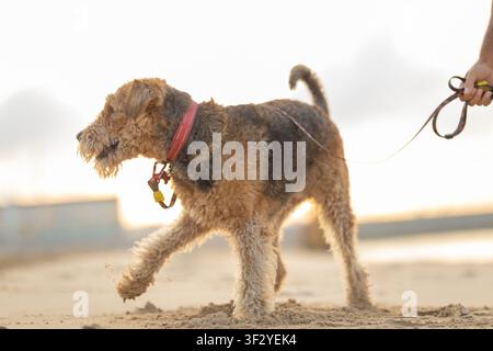 Airedale Terrier dog walking on sandy beach with a leash held by a person during sunset, soft light illuminating the fur and surrounding environment Stock Photo