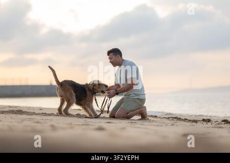 Man kneeling on sandy beach playing with brown dog during sunset, calm ocean waves and cloudy sky visible in the background. Airedale Terrier Stock Photo
