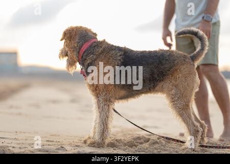 Airedale Terrier dog with a pink collar stands on sandy beach while owner in shorts and t-shirt walks nearby during sunset with soft clouds in the Stock Photo