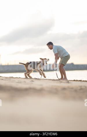 Man playing with a dog on a sandy beach during sunset, with water and distant shoreline visible in the background. Airedale Terrier Stock Photo