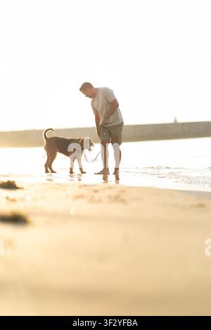 Man with dog on leash stands in shallow water at beach during sunset, soft light illuminating sandy shore and distant pier in the background. Airedale Stock Photo