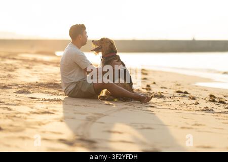 Man sitting on sandy beach with dog during sunset, both enjoying the warm light and calm ocean waves in the background. Airedale Terrier Stock Photo