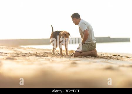 Man kneeling on sandy beach interacts with brown dog during sunset, calm water and distant pier visible in the background. Airedale Terrier Stock Photo