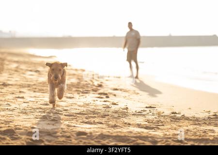 Dog running on sandy beach towards camera with a person walking in the background during sunset, waves gently lapping at the shore. Airedale Terrier Stock Photo