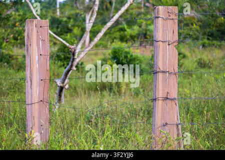A wooden corner stake from a farm wire fence in the Amazon rainforest region of Brazil. Stock Photo