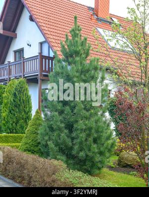 Swiss stone pine, arolla pine (Pinus cembra), habit Stock Photo