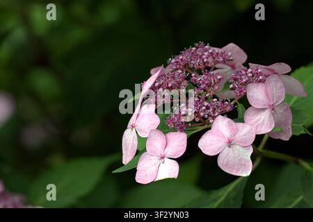 Pink lacecap hydrangea flower head blooming in a lush garden. Stock Photo
