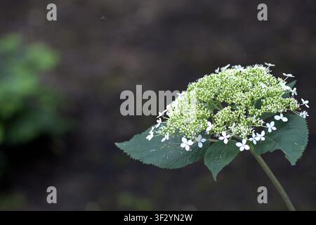 White smooth hydrangea flower blooming against dark natural background. Stock Photo