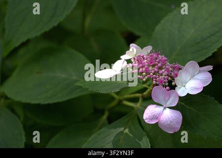 Lacecap hydrangea flowers blooming against lush green foliage. Stock Photo