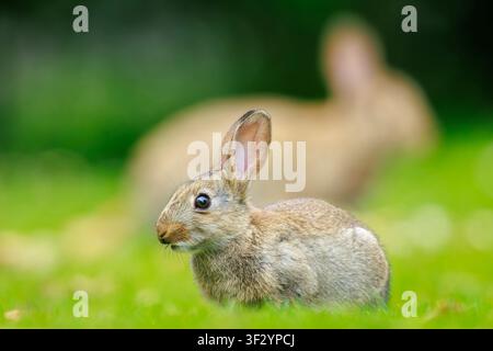 Closeup of a European Rabbit, Oryctolagus cuniculus, foraging in grass Stock Photo